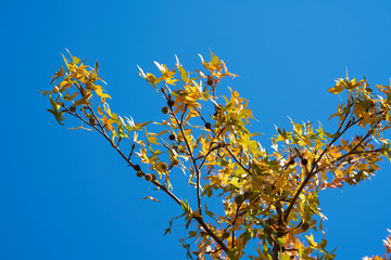 Autumn Background and Texture