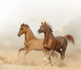 Fototapeta na wymiar Two chestnut horses