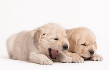 Golden Retriever dog on a white background