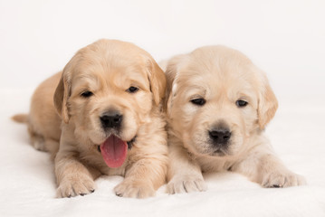 Golden Retriever dog on a white background