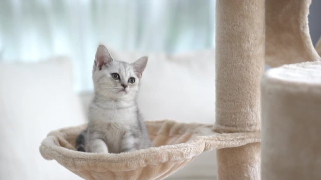 Cute American short hair kitten playing on cat tower 