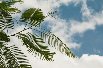 Green leaves, sky background