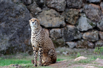 alert cheetah in the park