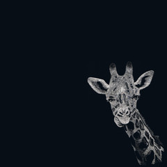 Illustrazione manuale di una giraffa con la tecnica dello scratchboard, tratto bianco su sfondo nero