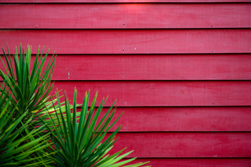 green leaf with  Red wooden wall background wallpaper - 242269588