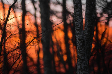 Bosco di faggio al tramonto con tronchi in primo piano