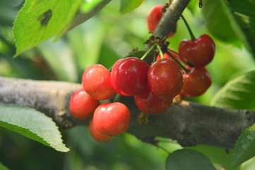 The ripe cherries are on the tree
