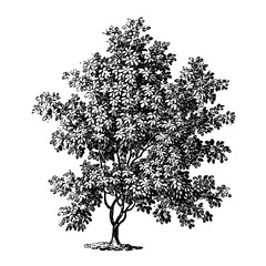 Magnolia Tree Engraving Vintage Vector Illustration