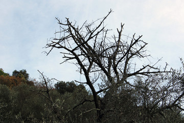 Scheletro contorto di albero morto con cielo