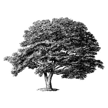 Japan Sophora Tree Engraving Vintage Vector Illustration