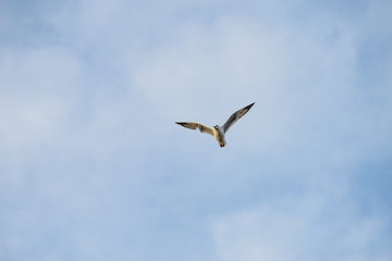 Seagulls at bangpu recreation center samut prakan thailand