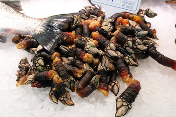 A pile of fresh raw goose barnacles from Galicia on ice sold on fish market. Spanish name galician percebres.