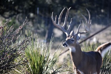 Big Deer Buck Portrait