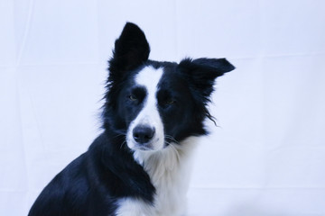 Ritratto di un giovane Border collie, sfondo bianco