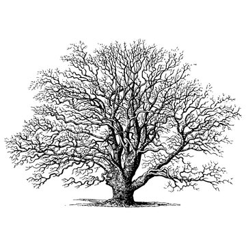 Oak Tree Engraving Vintage Vector Illustration