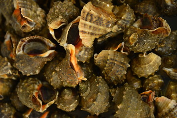 Shellfish Marine animals