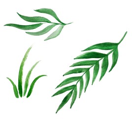 Watercolor leaves for your design vector