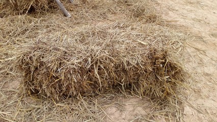 The large straw pile that the farmer kept for the buffalo to eat during the summer Because in the summer it is difficult to find fresh grass because of drought.