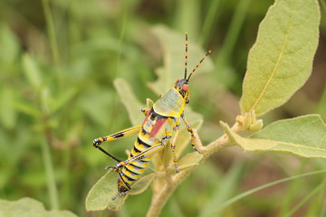 Grasshopper 