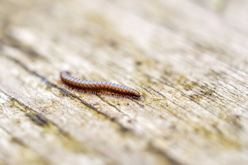Milipede on a wooden surface. Blurred background.