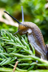Snail looking for food on a green branch with its head up and antennas spread
