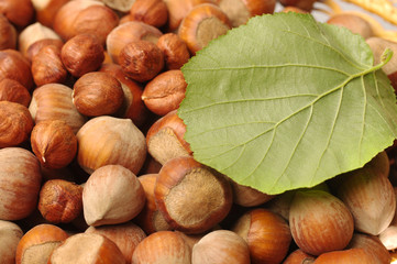Hazelnut with hazelnut leaf