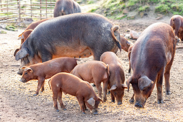 Iberian pigs grazing in a farm