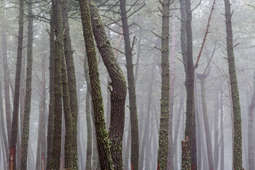 Pinar. Pinus pinaster. Troncos de pino negral en invierno con niebla de fondo.