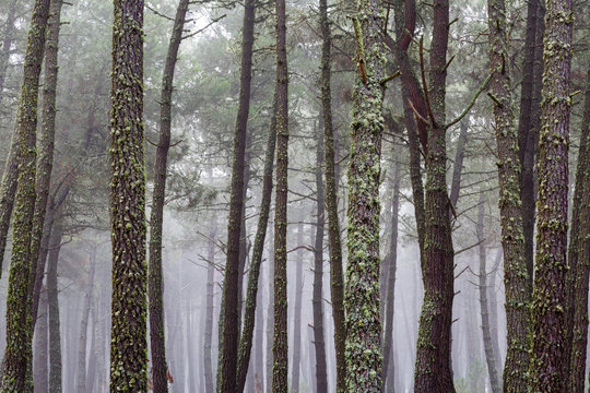 Troncos de pino negral en invierno con niebla de fondo. Pinus pinaster. Pinar.