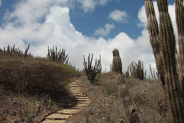Collina arida con Cactus © CdG