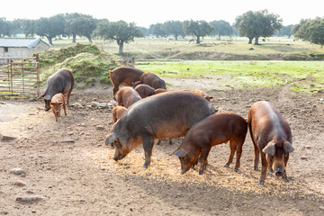 Iberian pigs grazing in a farm