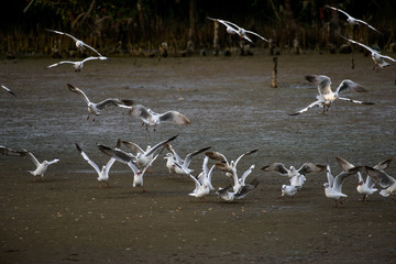 Seagulls at bangpu recreation center samut prakan thailand