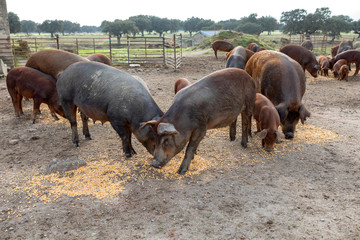 Iberian pigs grazing in a farm