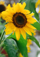 Closeup of sunflower