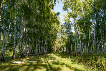 Fototapeta premium forest, trees, birches, grove, light, shadow, nature, recreation, walk, landscape