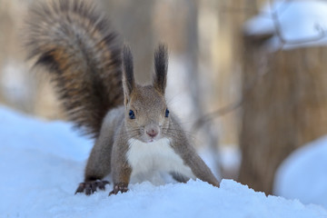 Fototapeta premium 冬のエゾリス