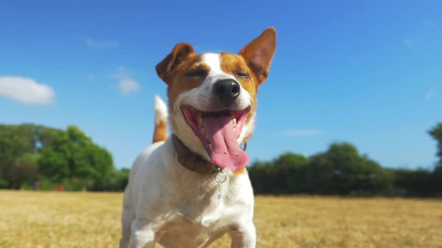 Jack Russell fetching with a stick, dog waiting for the stick to be thrown. Super slow motion