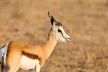 detailed view on springbok (antidorcas marsupialis) in evening sun