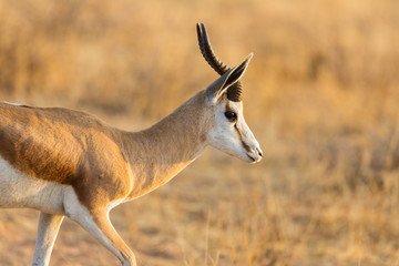 close side view on springbok antelope (antidorcas marsupialis) in savanna