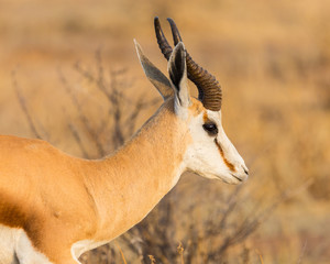 side view portrait horned springbok (antidorcas marsupialis) in savanna