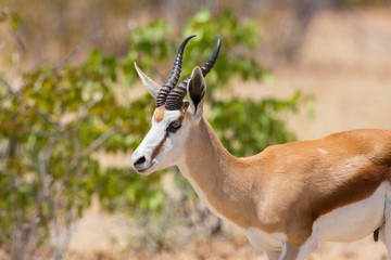 side view portrait male springbok (antidorcas marsupialis) standing