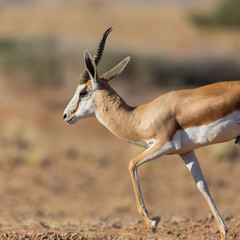 male springbok (antidorcas marsupialis) running on sandy ground