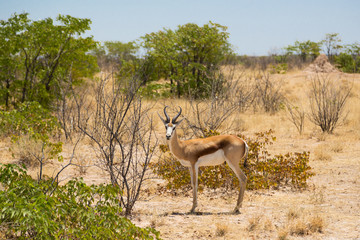 male springbok (antidorcas marsupialis) standing in savanna, blue sky
