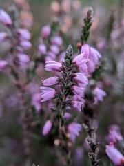 Close up of a Lavender Flower