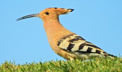 Eurasian Hoopoe (Upupa epops) © Valter