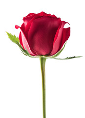 A red rose / Valentine's Day still life poster background material