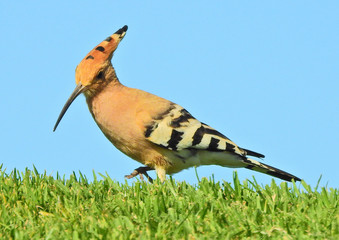Eurasian Hoopoe (Upupa epops)