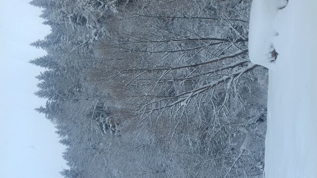 Зимонька зима дуже гарне фото яке я зробила сьогодні зранку 