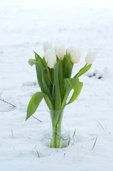A bouquet of white tulips in the glass vase on the snow