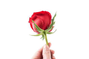 Hand holding a red rose